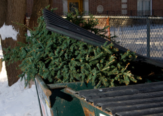 2012-2013 Christmas Tree Recycling Program a Success